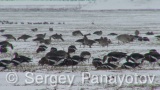 Video of Red-breasted goose - Red-breasted Goose eating grass in winter snow fields